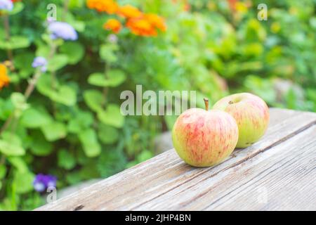 Two fresh apples lie on a wooden surface against the background of blooming flowers.. Healthy food concept Stock Photo