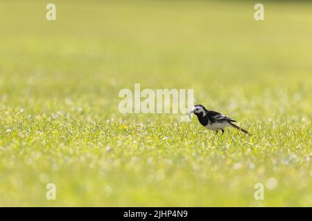 Pied Wagtail [ Motacilla alba ] with insect grub on lawn Stock Photo