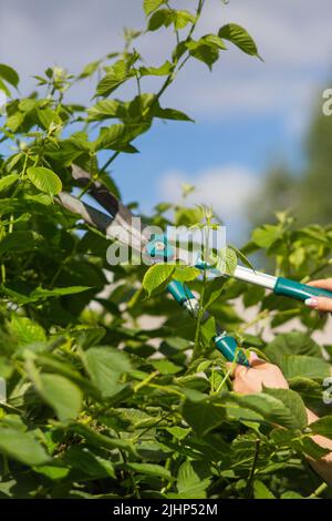 Female hands who make pruning of berry bushes Stock Photo