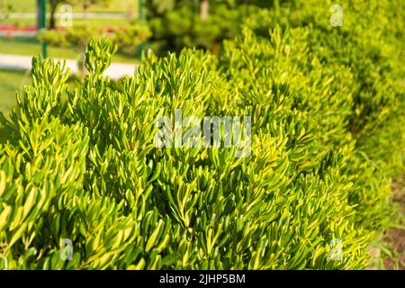 Pittosporum tobira and its leaves grow along walking paths Stock Photo