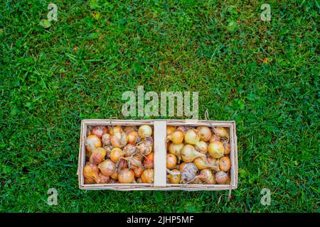 Onions in a rectangular wicker basket that lies on the green grass. It's time to pick vegetables Stock Photo