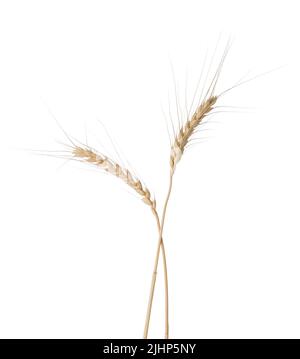 Two Wheat ears isolated on white background. Stock Photo