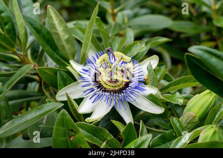 Passiflora flower or passion flower in the garden closeup. Selective focus shallow DOF  Stock Photo