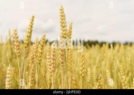 Wheat field in summer at sunset. Ripe ears of wheat on the farm during the summer harvest. Agriculture, cereals and eco nature concept. High quality photo Stock Photo