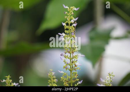 Plectranthus scutellarioides, or coleus or Miyana or Miana leaves or in latin Coleus Scutellaricides, is a species of flowering plant Stock Photo