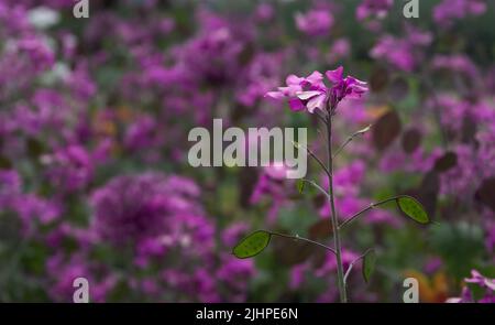 Purple flower isolated from the background, selective focus, background Stock Photo