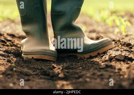 Close up of farmer in rubber boots standing in the corn sprout field, selective focus Stock Photo
