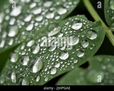 Rain water droplets on leaf, showing surface tension, Blean Woodlands, Kent UK Stock Photo