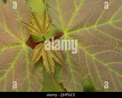 Sycamore Leaf, (Acer pseudoplatanus), Bonsai Woodlands, Kent UK, showing new leaf growth Stock Photo