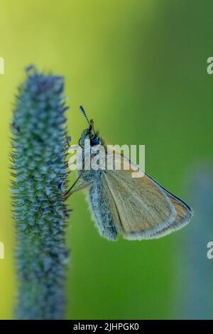 Macro photography gives one the opportunity to observe the world of ...