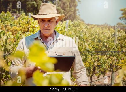 One senior caucasian farmer using a digital tablet on his vineyard. Serious elderly man standing alone and browsing while using technology on wine Stock Photo