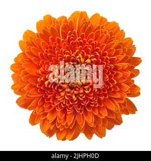 Gerbera flower head isolated on white background. Orange colored bloom Stock Photo