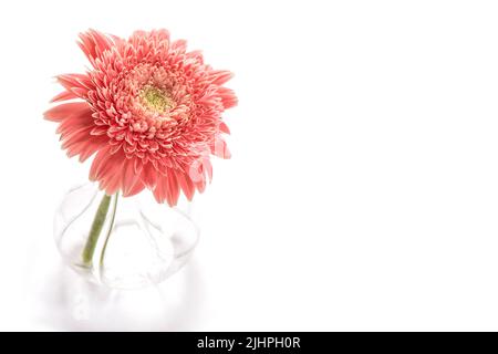 Pink gerbera flower in vase on white background Stock Photo