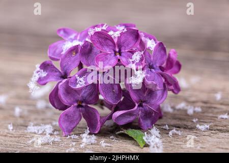 Lilac flowers in the snow on a wooden background, macro photography Stock Photo