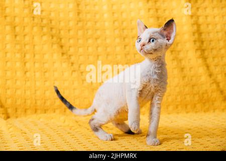 Funny Small Little White Devon Rex Kitten Kitty Resting Posing. Short-haired Cat Of English Breed On Yellow Plaid Background. Shorthair Pet Cat Stock Photo