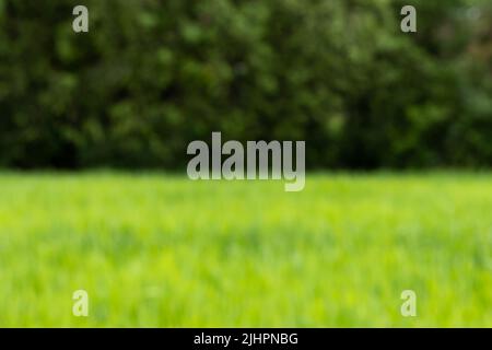 Defocused natural green trees background and grass field. Summer landscape. Blurred bokeh backdrop Stock Photo