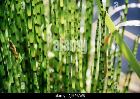Close-up macro shot of Equisetum fluviatile, the water horsetail or swamp horsetail, is a vascular plant that commonly grows in dense colonies along freshwater shorelines Stock Photo