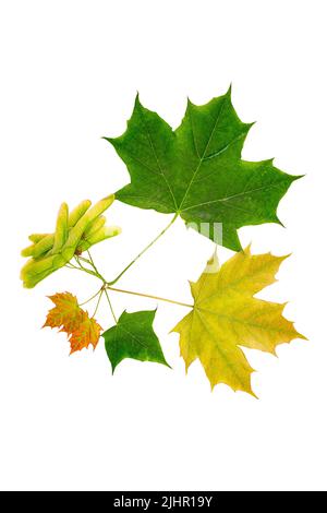 Maple leaves and seeds of different sizes and shades in close-up isolated on a white background Stock Photo
