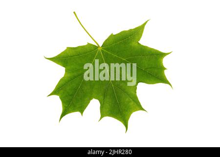 Green maple leaf close-up isolated on white background Stock Photo