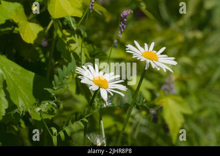 Leucanthemum vulgare flowers in a grass on summer meadow Stock Photo
