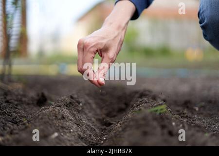 Person spreading seeds on the soil Stock Photo