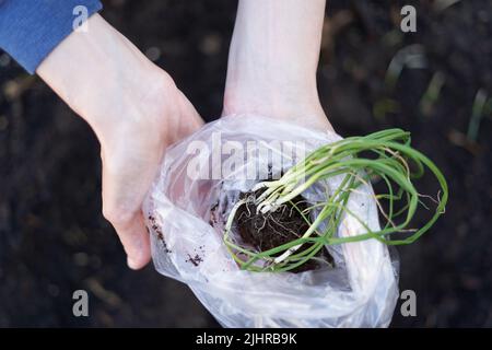 Cuttings in the hands of a person in a vegetable home garden Stock Photo