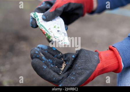 Hands with gloves of a woman with seeds for planting in a home garden Stock Photo