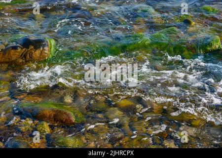 seaweed nature background. plant among the stones and pebbles in transparent water at the sea shore Stock Photo