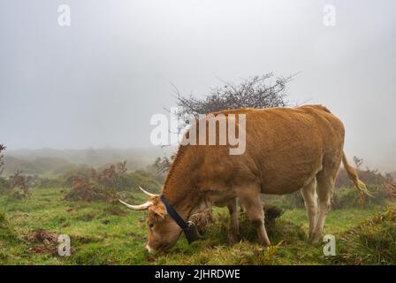 Cows in a grassy field on a fog morning. Misty meadow green landscape mist nature. Farm field livestock pasture grass panoramic Stock Photo