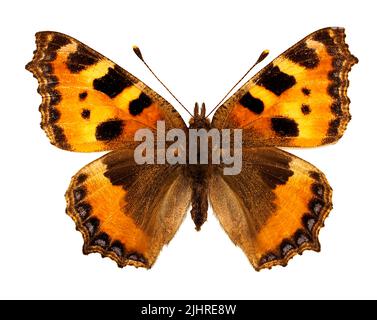 Small tortoiseshell btterfly (Aglais urticae) isolated on white background, is a butterfly of the family Nymphalidae. Stock Photo