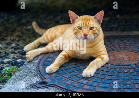 An orange cat resting on the ground in the outdoors. Stock Photo