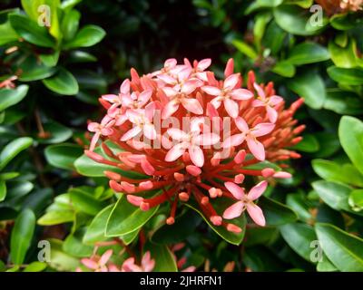 West Indian jasmine (also called ixora, jungle flame, jungle geranium, cruz de Malta) with a natural background Stock Photo