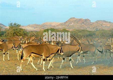 Arabian Oryx (Sir Bani Yas Island), Abu Dhabi, United Arab Emirates Stock Photo