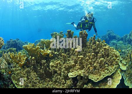 Scuba diver in a coral reef with stone corals (Scleractinia), Great Barrier Reef, Australia Stock Photo