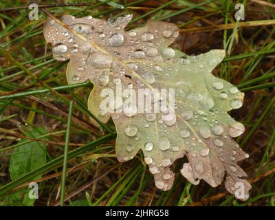 Glimmering waterdrops on single green oak leaf after rain Stock Photo
