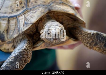 July 19, 2022, Naples Florida USA Leopard Tortoise on display at The Naples Zoo, in Naples Florida, Monday July 19, 2022  Photo by Jennifer Graylock-Ģ����ý News Stock Photo