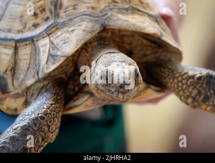 July 19, 2022, Naples Florida USA Leopard Tortoise on display at The Naples Zoo, in Naples Florida, Monday July 19, 2022  Photo by Jennifer Graylock-Ģ����ý News Stock Photo