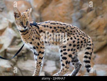 July 19, 2022, Naples Florida USA African Serval on display at The Naples Zoo, in Naples Florida, Monday July 19, 2022  Photo by Jennifer Graylock-Ģ����ý News Stock Photo