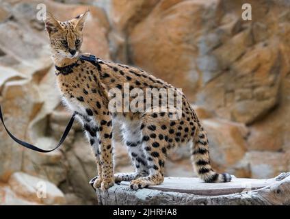 July 19, 2022, Naples Florida USA African Serval on display at The Naples Zoo, in Naples Florida, Monday July 19, 2022  Photo by Jennifer Graylock-Ģ����ý News Stock Photo