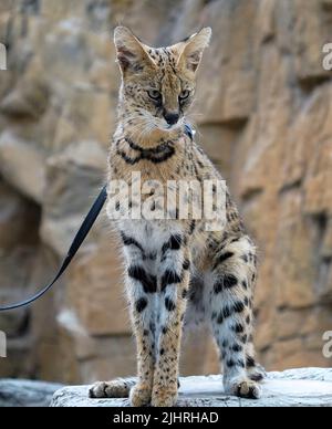 July 19, 2022, Naples Florida USA African Serval on display at The Naples Zoo, in Naples Florida, Monday July 19, 2022  Photo by Jennifer Graylock-Ģ����ý News Stock Photo