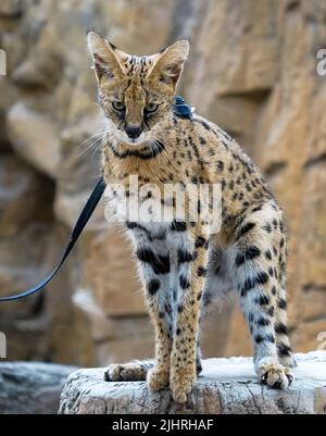 July 19, 2022, Naples Florida USA African Serval on display at The Naples Zoo, in Naples Florida, Monday July 19, 2022  Photo by Jennifer Graylock-Ģ����ý News Stock Photo