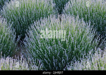 Lavender bushes on the field close-up Stock Photo