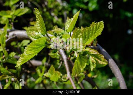 Small flower buds and green leaves of wild mulberry tree, also known as Morus tree, in a spring garden in a cloudy day, natural background Stock Photo