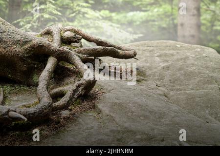 Roots of tree desperately trying to find firm hold on hard rock of sandstone in foggy forest Stock Photo