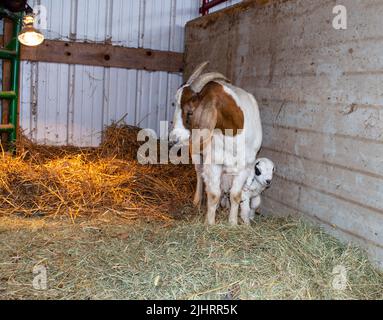 This newborn kid is well cared for as she stands under her momma's protection. Straw on the ground inside the enclosed barn and a heat lamp provide wa Stock Photo