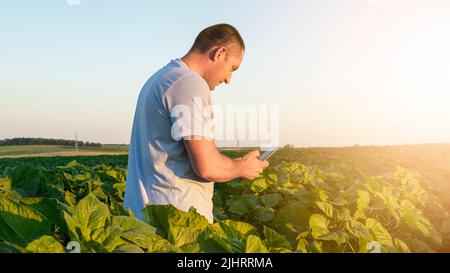 Small business owner checking the quality of his production in the sunflower field. A Caucasian man standing in the agricultural field Stock Photo