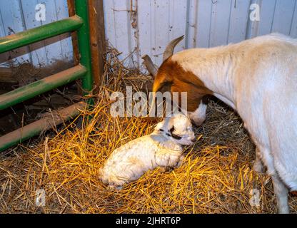 New mother goat is affectionate toward her newborn. The baby rests in straw under a heat lamp to stay warm. Stock Photo