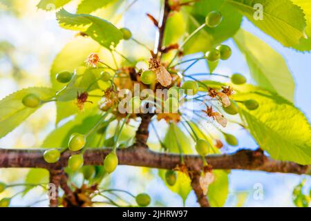 Growing cherries in spring. El Bierzo,province of León, Castile and León, Spain Stock Photo