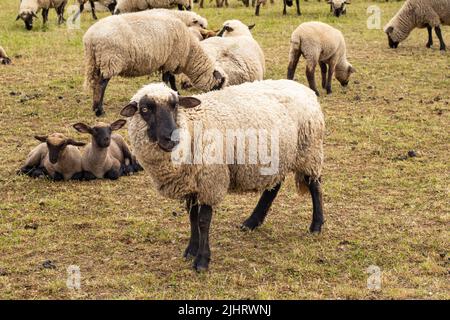 Mom is a sheep and little lambs. sheep in the pasture eating dry grass. Stock Photo