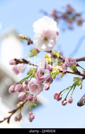 Cherry blossoms at Trinity College in Dublin, Ireland, bloom on a bright sunny day in the country's capital. Beautiful, dainty, delicate, lovely. Stock Photo